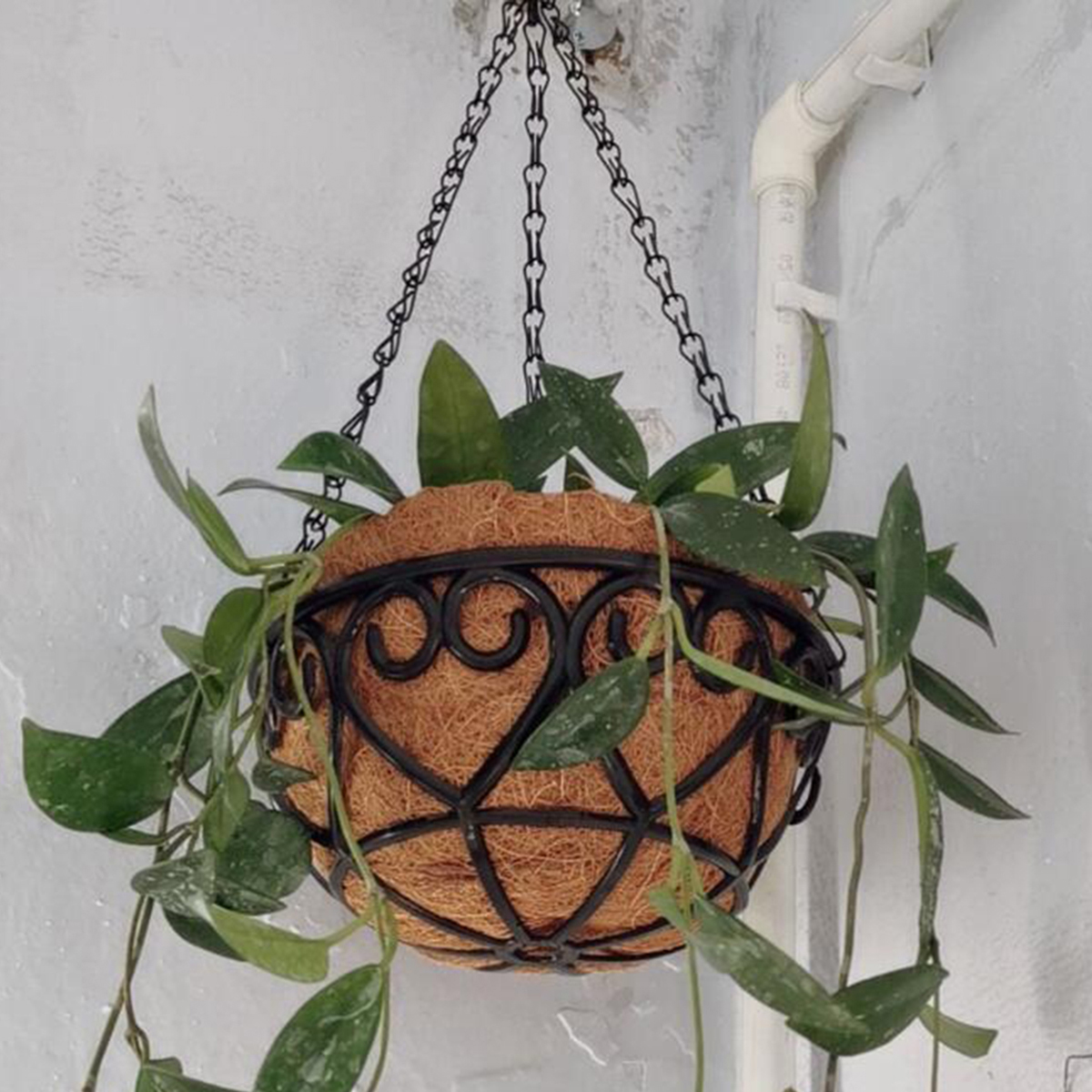 Spider Plant Hanging - Coconut Liner Iron Chain Hanging Flower