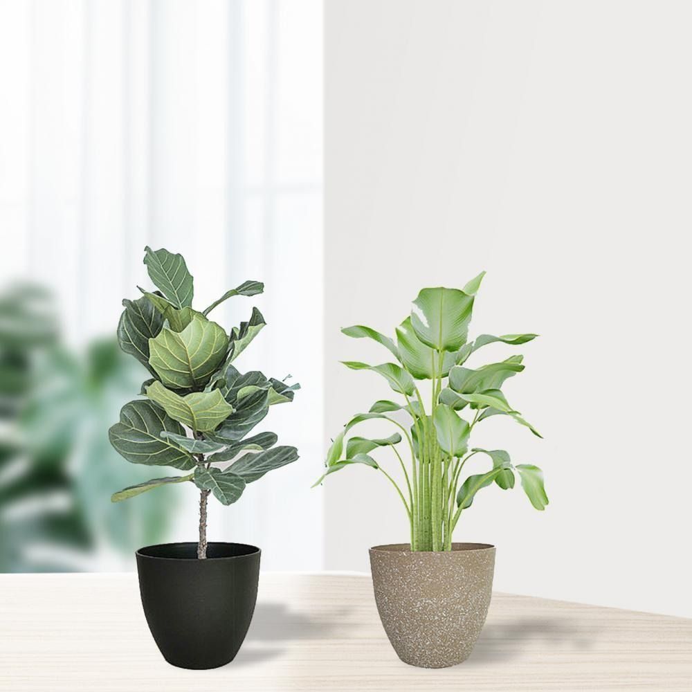 Frosted Imitation Stone Flower – обзор и цена Aloe Vera Pot