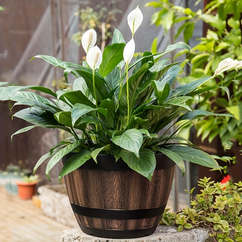 Durable Plastic Round Elegant  – обзор и цена Aloe Vera Pot