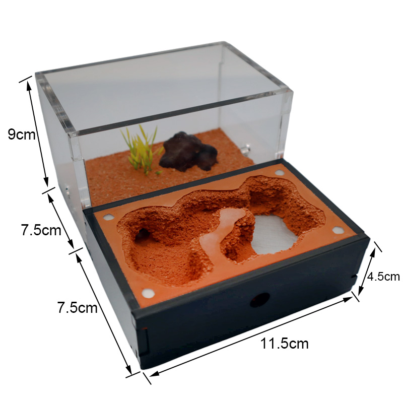 Yellow Soil Ant Farm with Exte – обзор и цена Begonia Rex