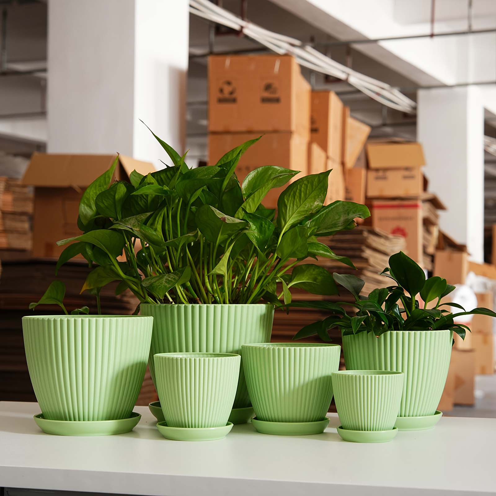Vertical Striped Thickened Pla – обзор и цена Aloe Vera Pot