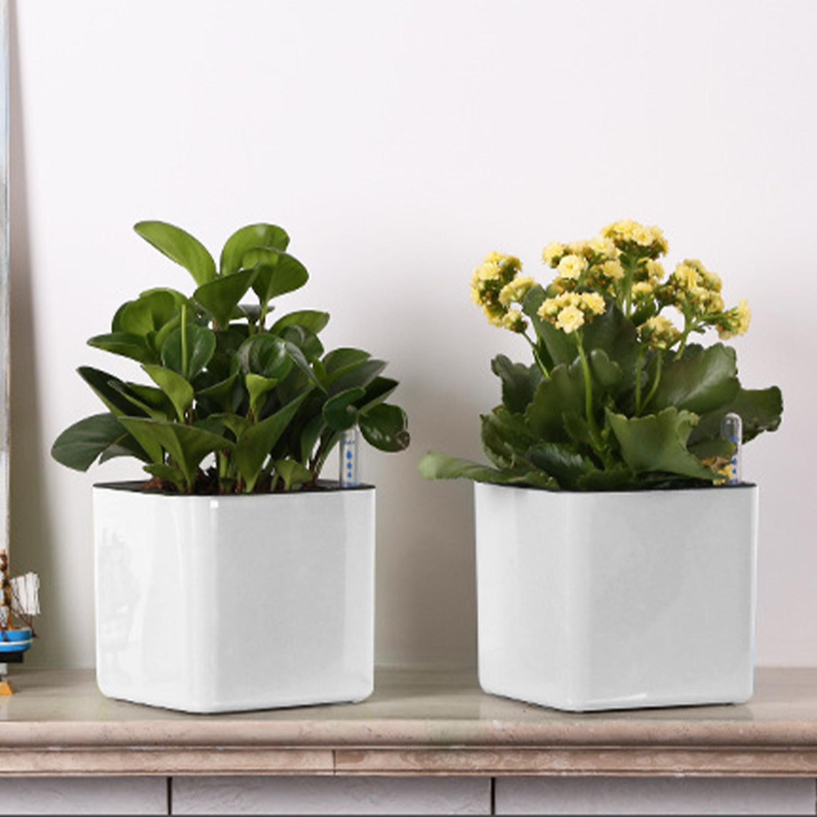 Self Watering Planter Self-wat – обзор и цена Aloe Vera Pot