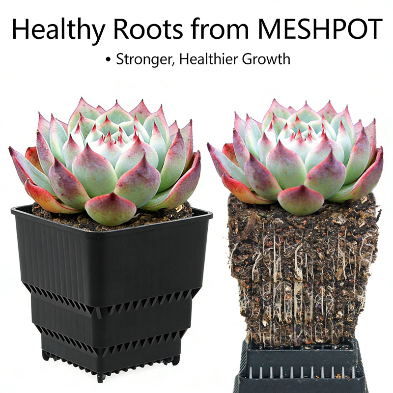 MESHPOT 6-Pack Square Pots for – обзор и цена Echeveria Succulent