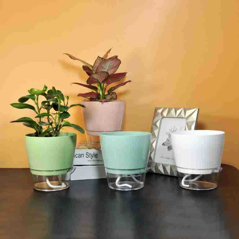 Lazy Flower with Drainage Hole – обзор и цена Aloe Vera Pot