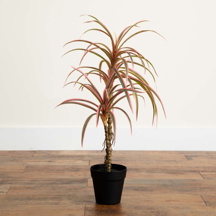 Dracaena Marginata Artificial  – обзор и цена Dracaena Marginata