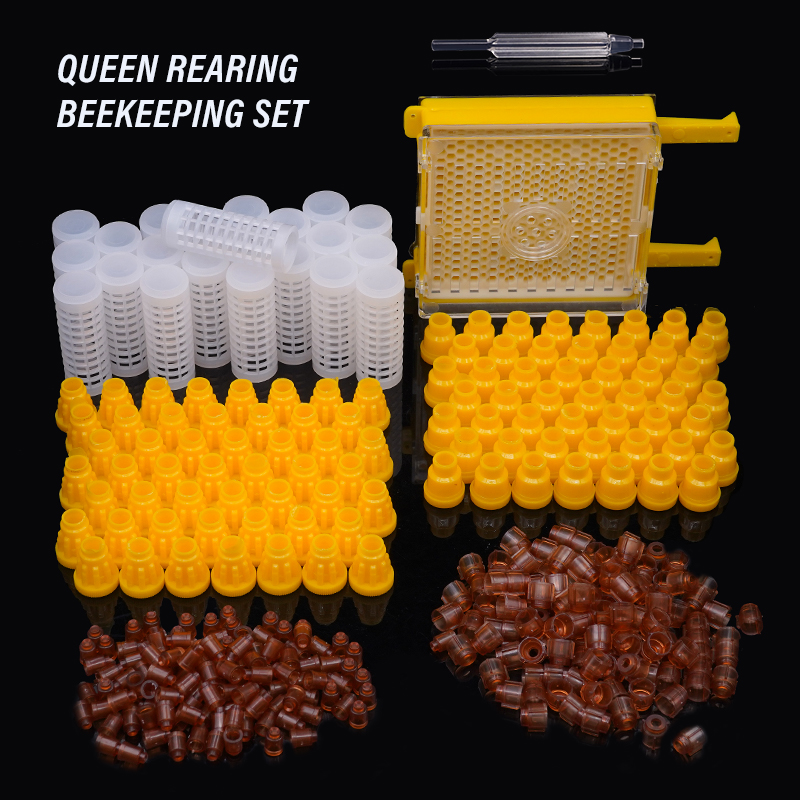 Germany Jenter Queen Rearing K – обзор и цена Begonia Rex