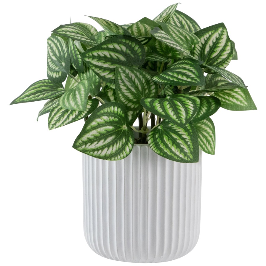 Artificial Watermelon Peperomi – обзор и цена Peperomia Watermelon