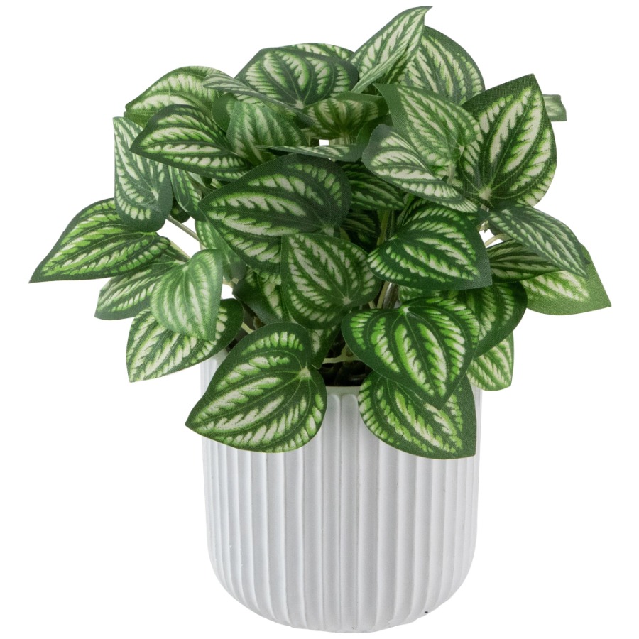Artificial Watermelon Peperomi – обзор и цена Peperomia Watermelon
