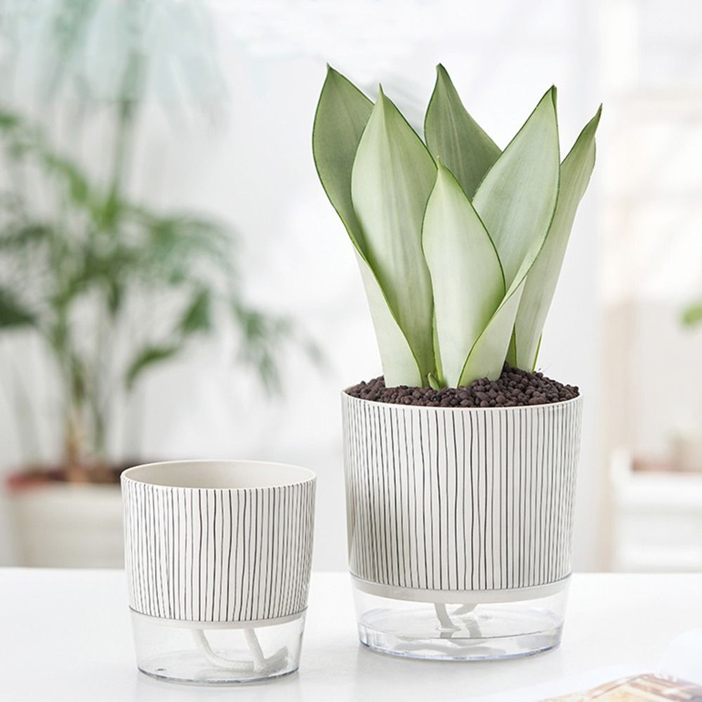 Transparent Self-watering Plan – обзор и цена Aloe Vera Pot