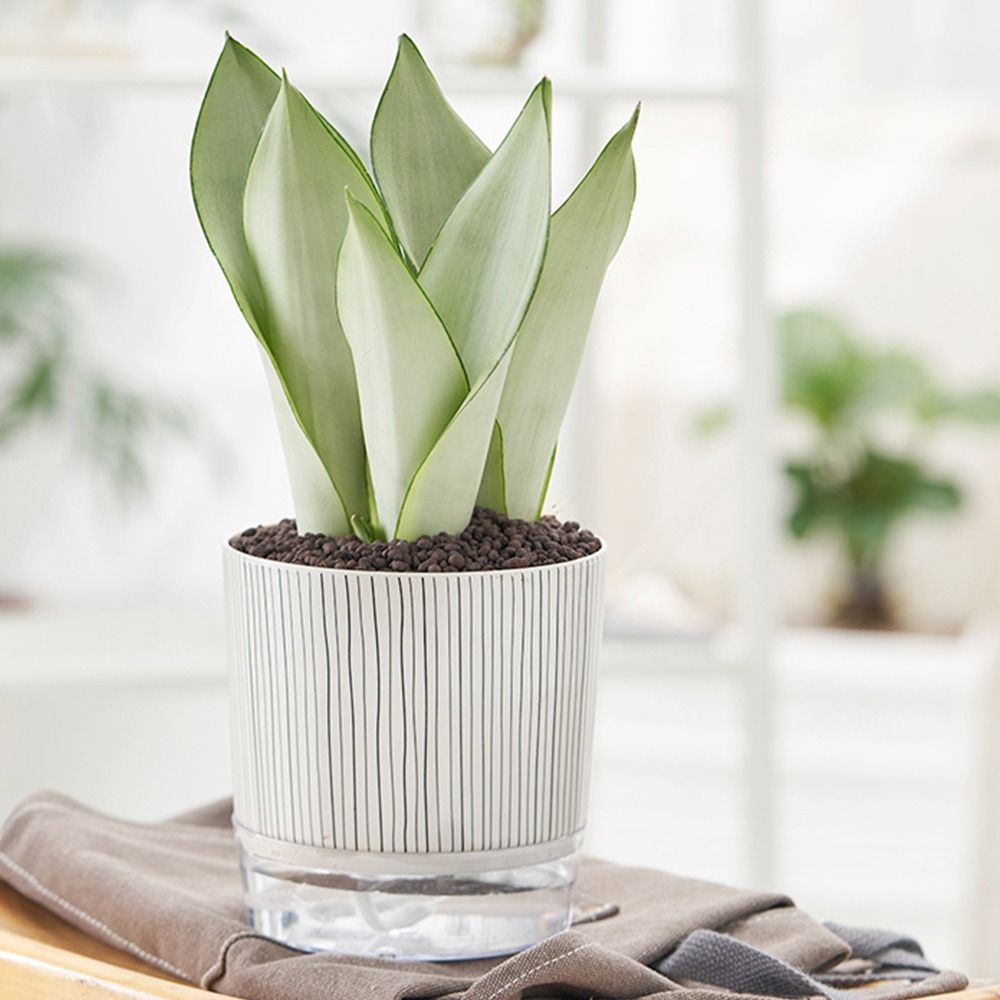 Transparent Self-watering Plan – обзор и цена Aloe Vera Pot