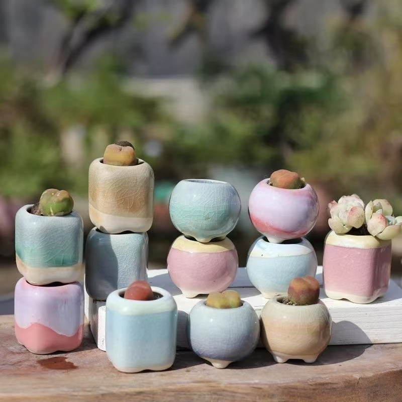 6Pcs Mini Flowerpot Succulents – обзор и цена Echeveria Succulent