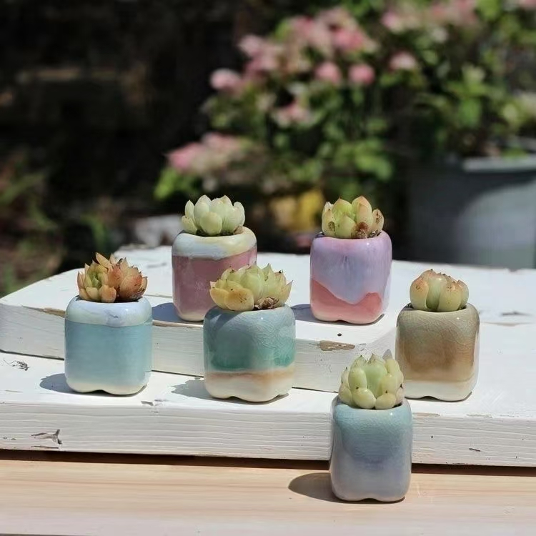 6Pcs Mini Flowerpot Succulents – обзор и цена Echeveria Succulent