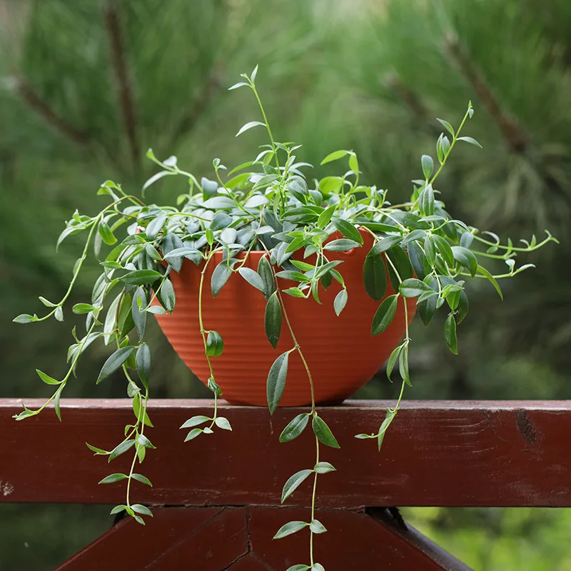 Plastic hanging basket flower  – обзор и цена Spider Plant Hanging